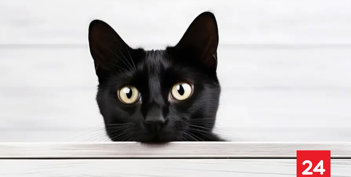 El sorprendente genoma del cáncer en gatos que podría ayudar a tratar a humanos