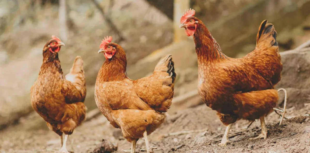 Hombre muere baleado por dueño de casa tras intentar robarle una gallina en La Serena