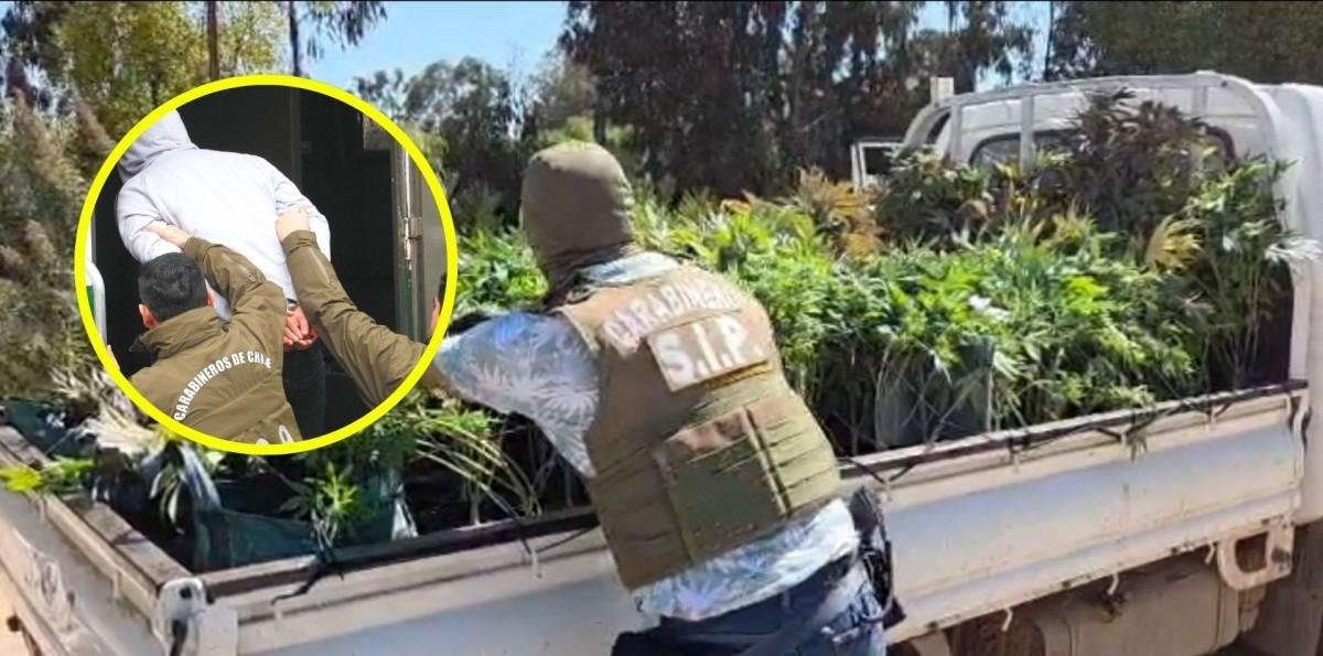 Fuerte olor los detaló: Encuentran más de 900 plantas y 7 kilos de marihuana a granel en viviendas de Quintero