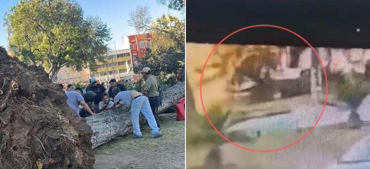 Consternación en Valparaíso: caída de enorme árbol mató a una joven que estaba sentada en un parque