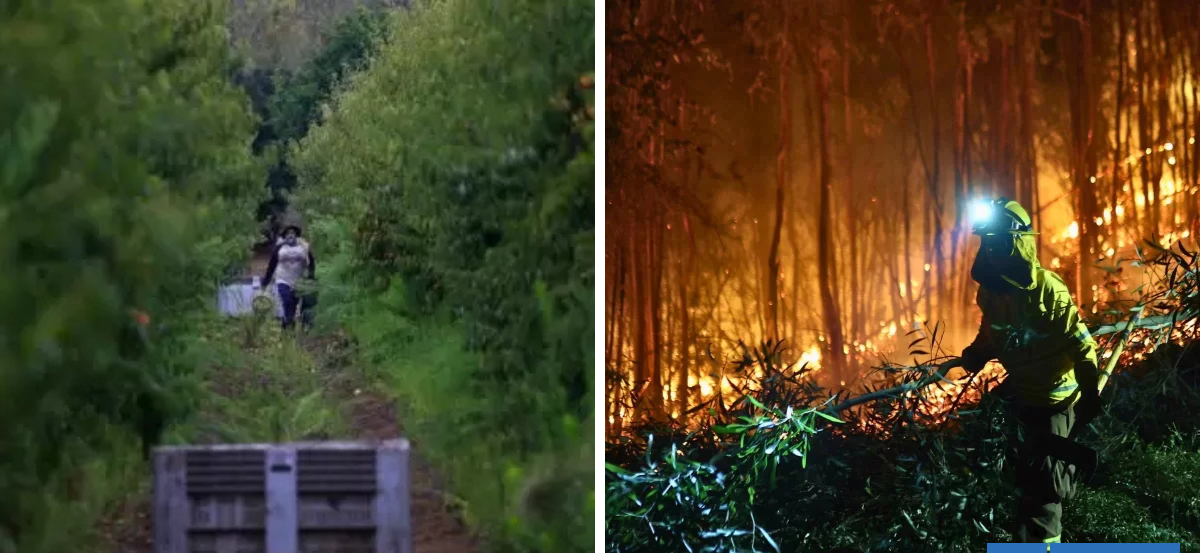 Suspenden faenas agrícolas y forestales en la provincia de Bío Bío por riesgo de incendios