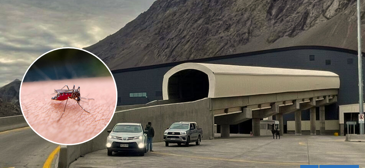 Minsal confirma que mosquito hallado en Paso Los Libertadores es un vector del dengue