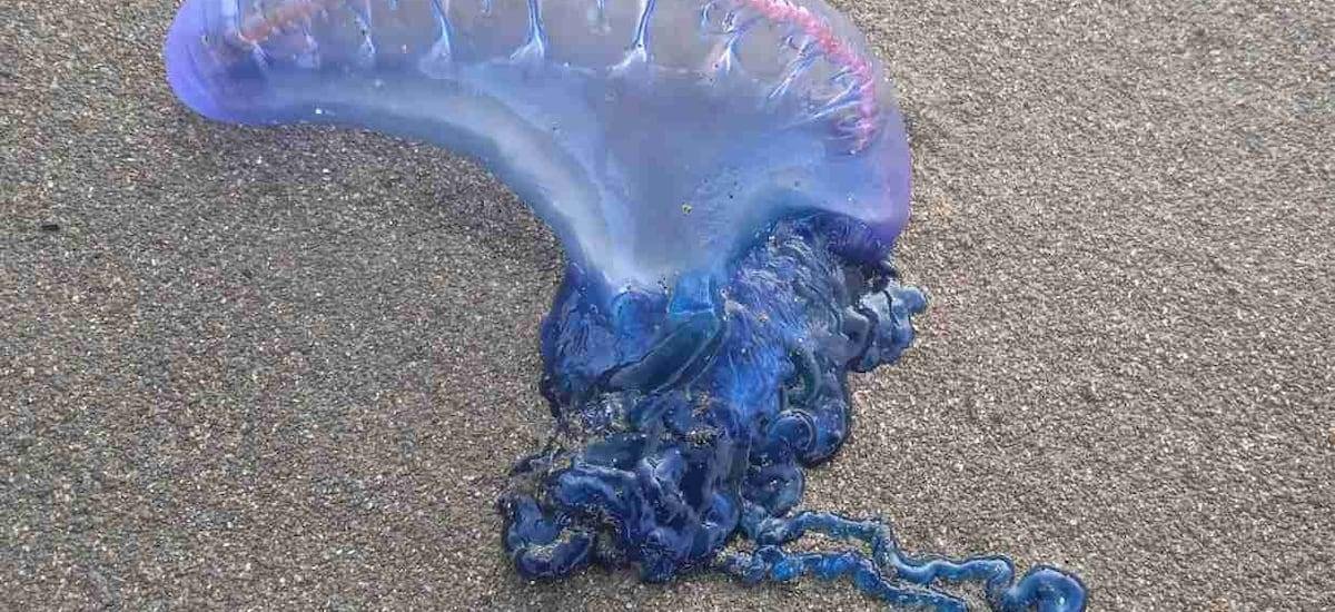 Fragata portuguesa obliga a cerrar playas del litoral central: en estas no debes meter ni un dedo al agua por riesgo - La Cuarta