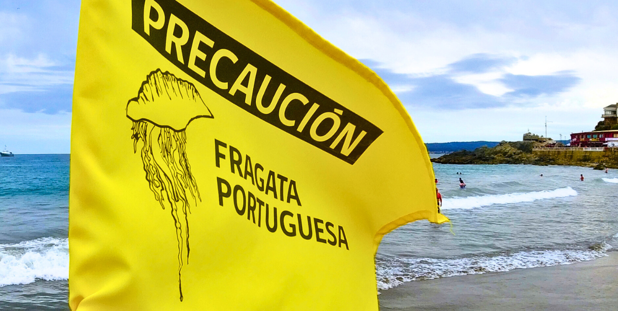 ¿Qué debo hacer si me pica una fragata portuguesa?