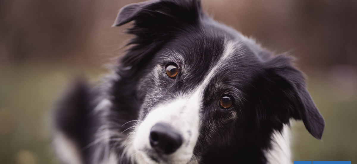 Corte de Santiago reduce multa e indemnización a dueña de perro que mordió a niño en edificio de Ñuñoa