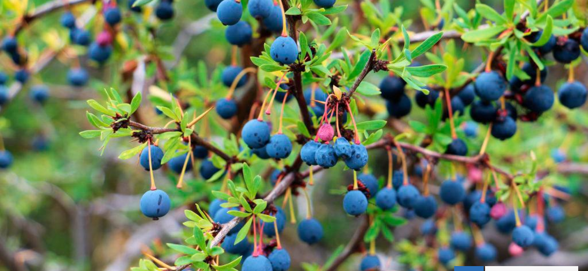 Científicos chilenos descubren beneficios que cambian completamente la forma de usar el calafate