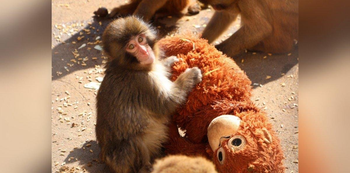 La triste historia del mono rechazado por su madre que se aferra a un peluche