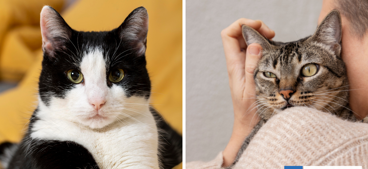 Alerta por aumento de casos de mortal virus que afecta a gatos: cuáles son las señales y cómo prevenir