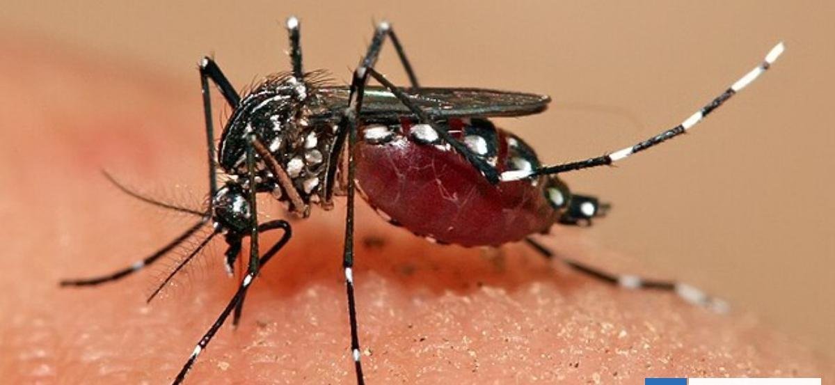 Cómo identificar al mosquito Aedes aegypti que transmite el dengue y en qué lugares puede estar