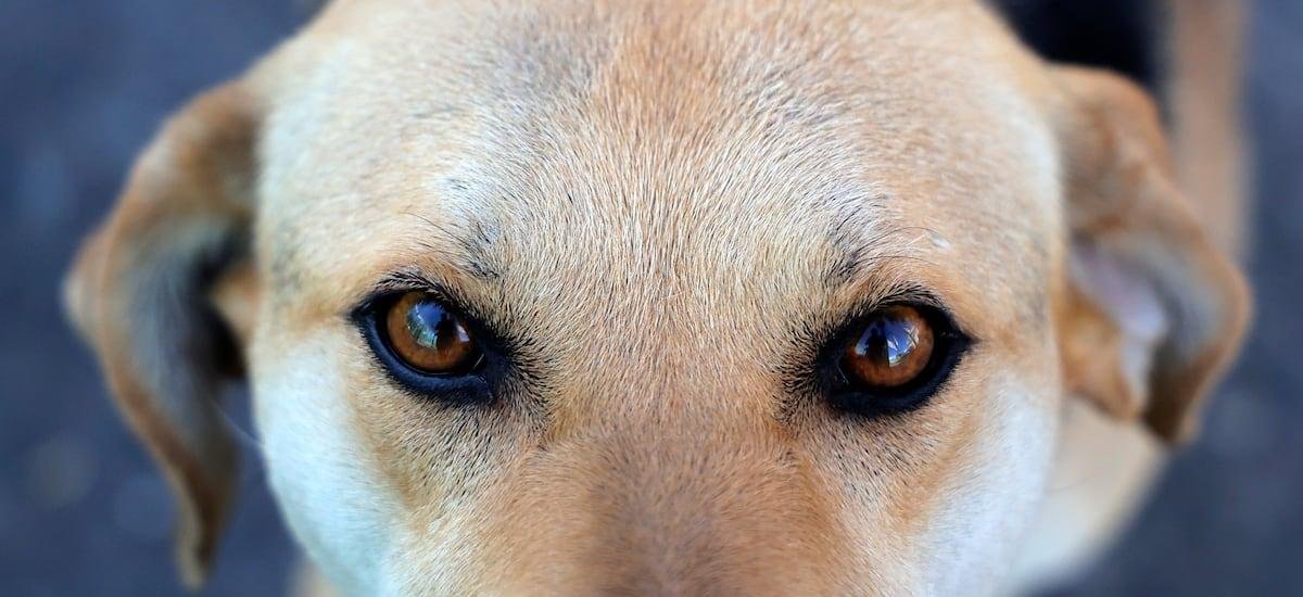 Maratón Por Los Animales: La iniciativa que ha rescatado a más de 20.000 perros y gatos - La Cuarta