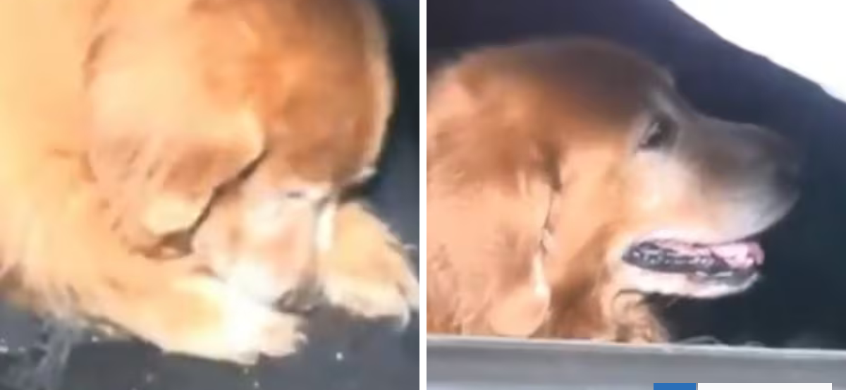 Amigo fiel: hombre murió en accidente de tránsito y su perro se negó a abandonar el cuerpo en Paraguay