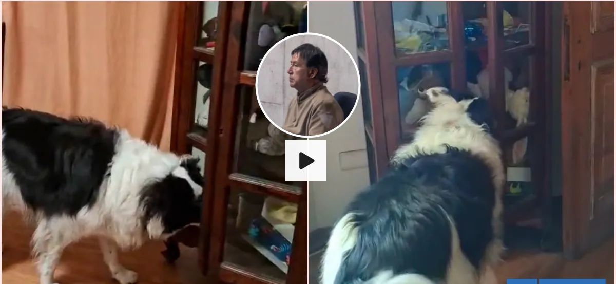 Triple homicidio en La Reina: videos muestran que perra de Jorge Ugalde puede sacar máscara de mueble