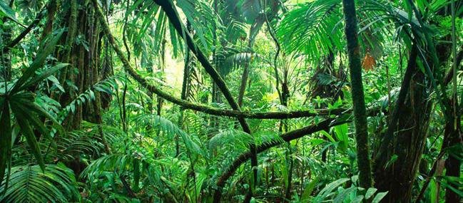 Principio activo de la ayahuasca mejora síntomas depresivos, según un ensayo inicial