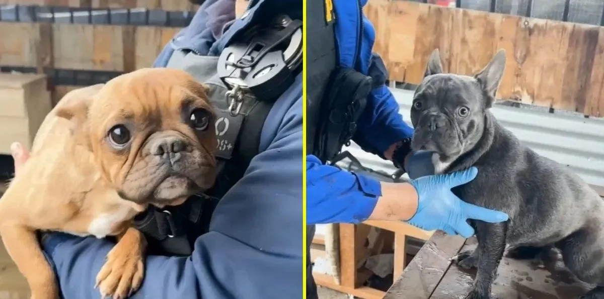 PDI rescata a cuatro perros abandonados hace más de dos meses en presunto criadero clandestino en Lampa