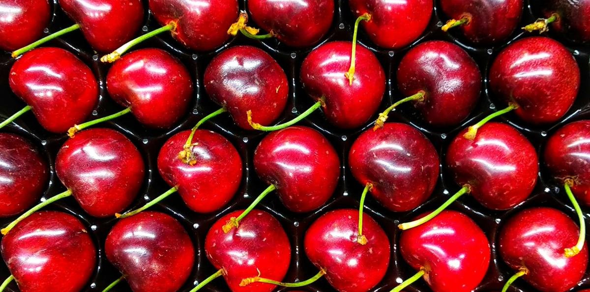 Desincronización entre la producción chilena y la demanda china complican la venta de cerezas