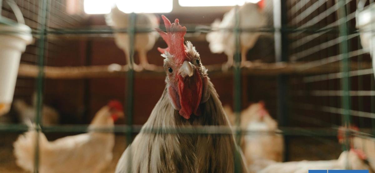SAG eleva alerta por influenza aviar en Argentina y Uruguay: importaciones suspendidas siguen vigentes