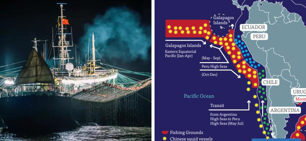 Advierten que una flota de más de 500 buques chinos estaría amenazando la captura de jibia en Chile