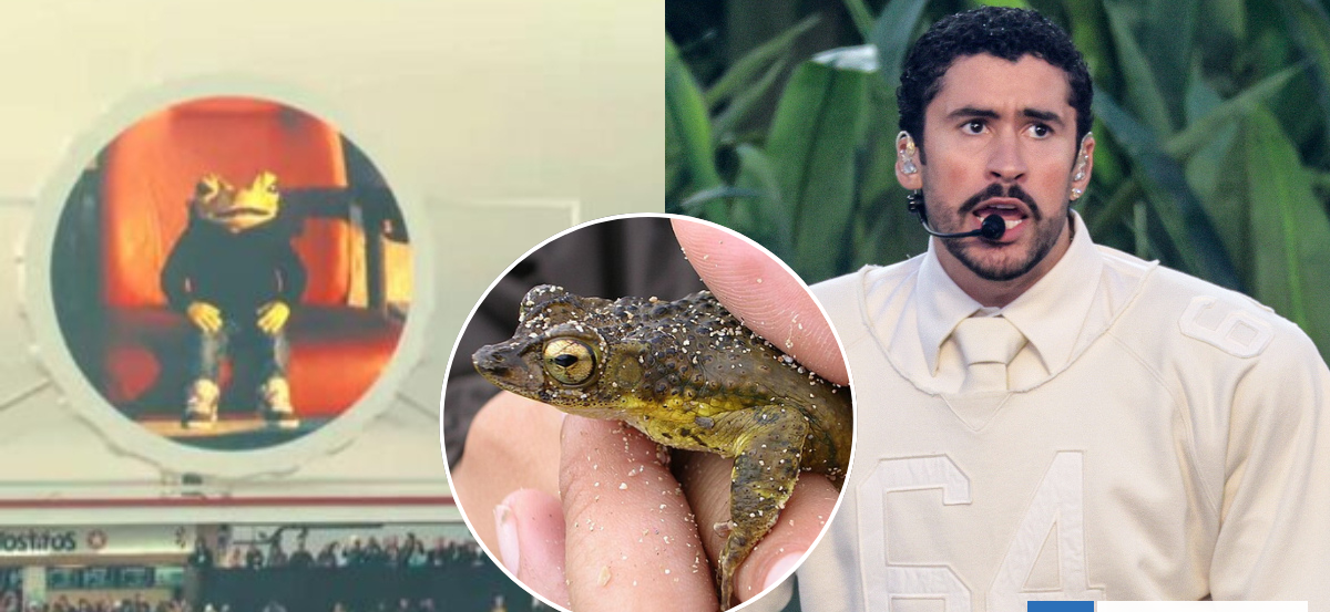 ¿Qué es el sapo concho? El peculiar anfibio que acompañó a Bad Bunny en el Super Bowl