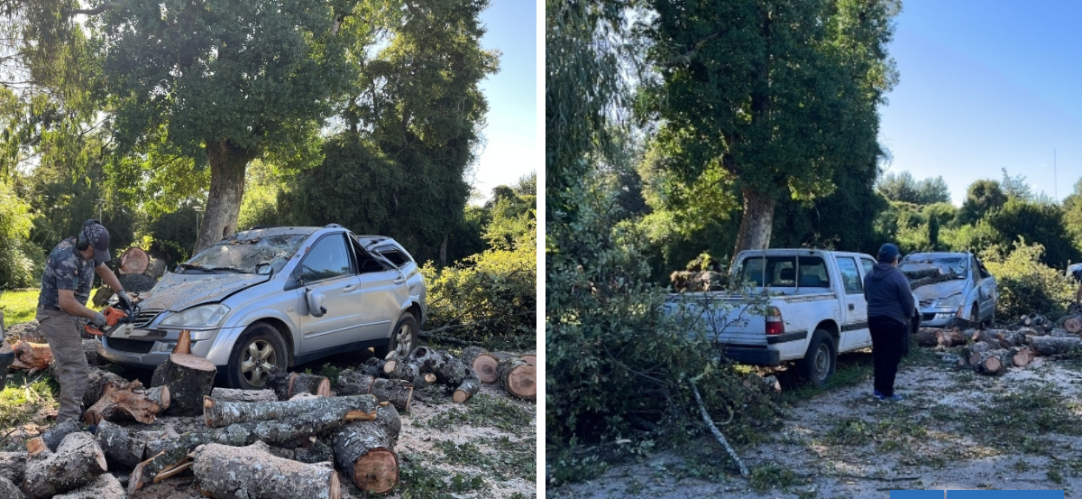 Árbol cae sobre 3 autos en Valdivia: vecinos ya habían alertado la situación y demandarán al municipio