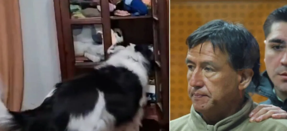 Perro de Jorge Ugalde sí puede sacar la máscara: el video con el que se buscaba vuelco en triple homicidio de La Reina