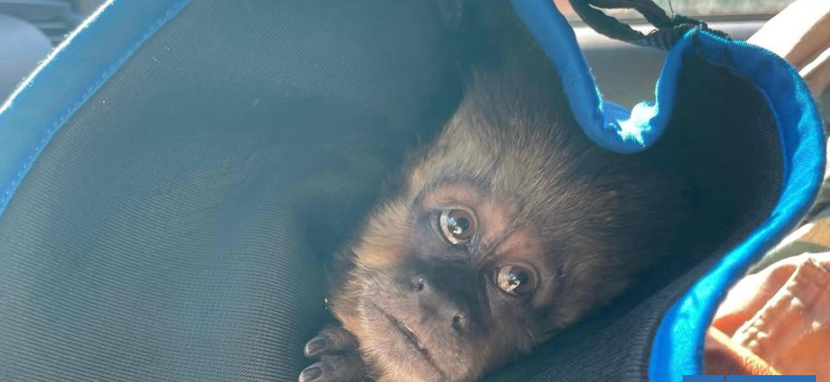 Funcionarios municipales capturaron a monito que se escapó del zoológico en Concepción