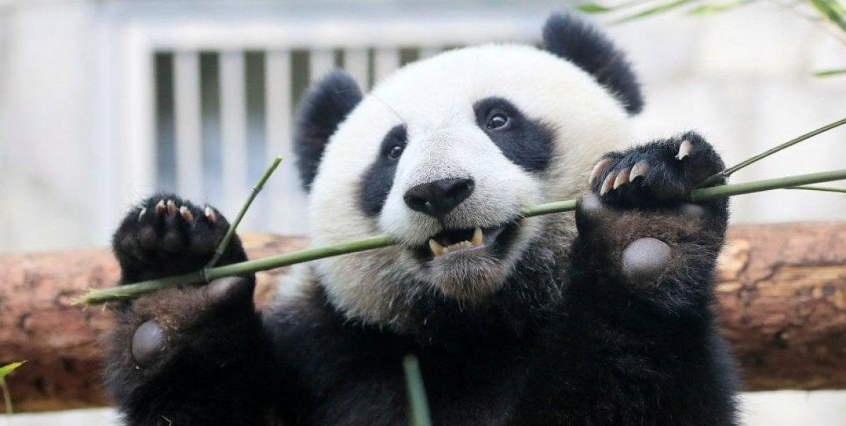 Los pandas han tenido pulgares falsos por millones de años