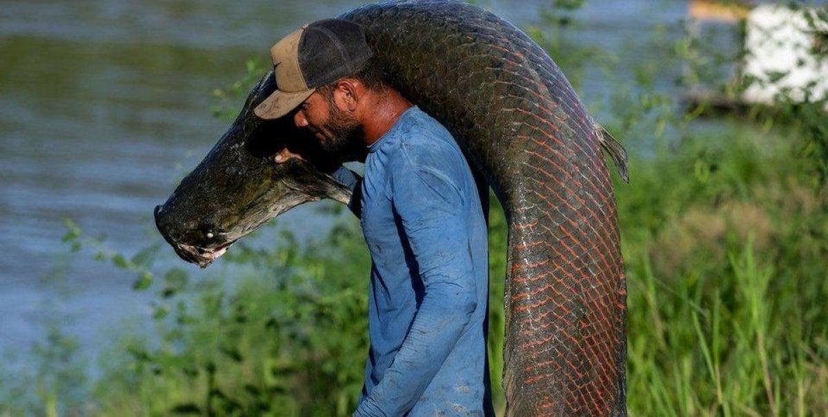 Pez invasor de 200 kilos se alimenta de pirañas y avanza por la Amazonía