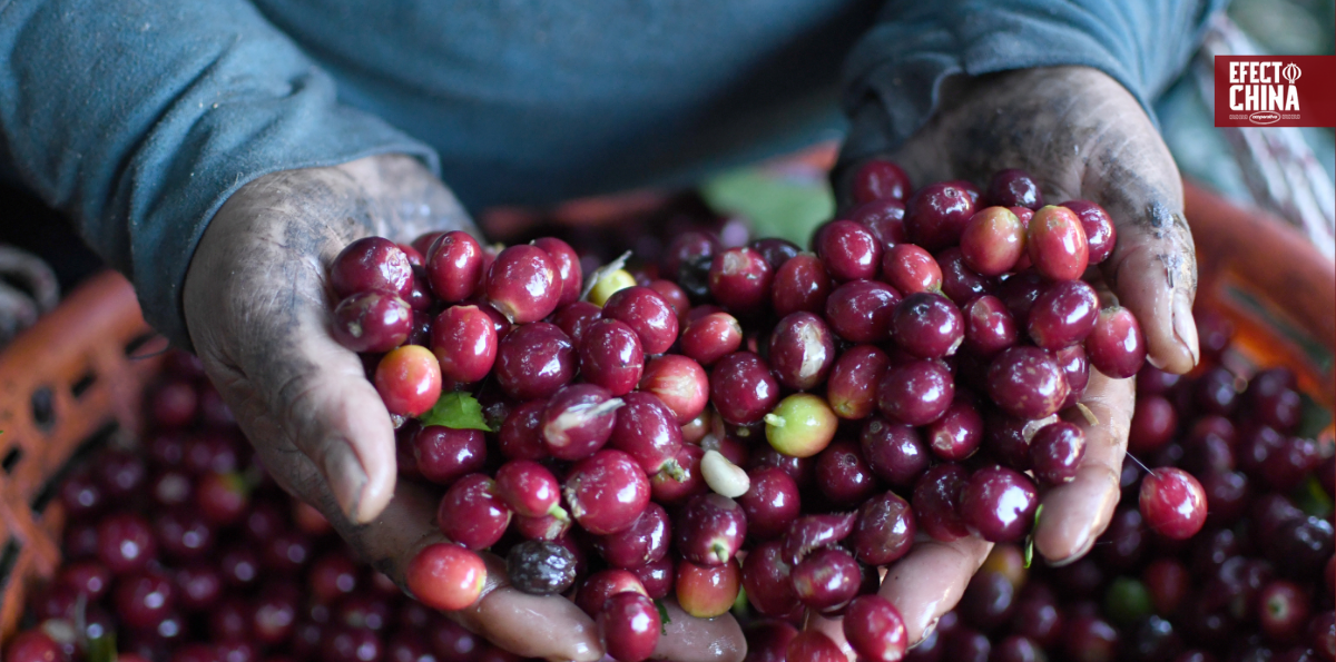 El aroma a café de las montañas de Atitlán en Guatemala conquista el mercado chino