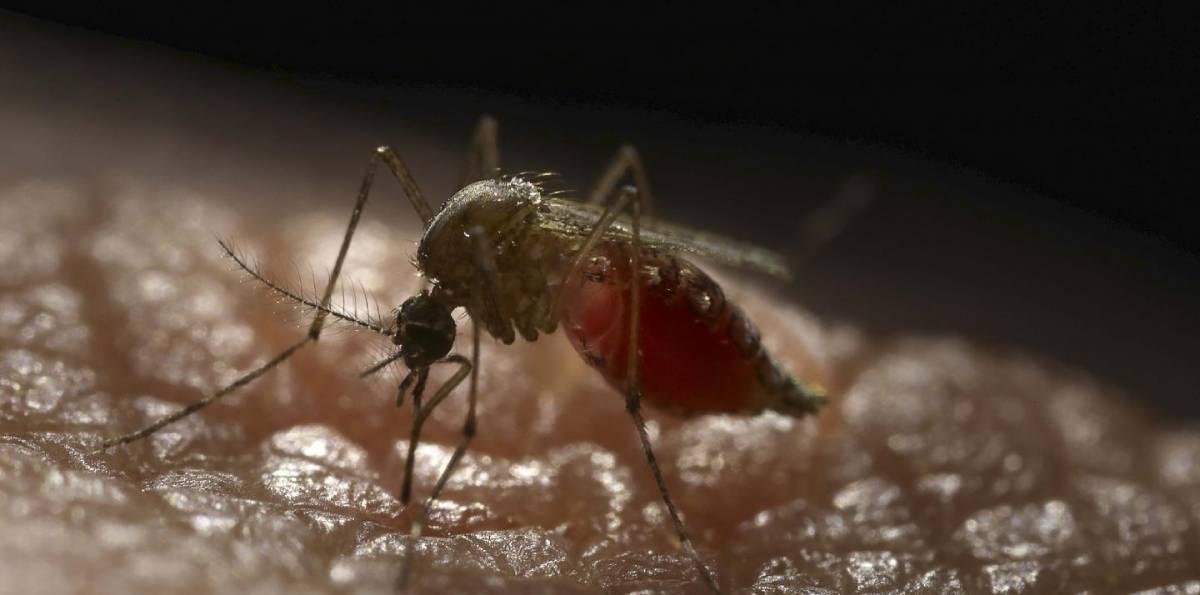 Alerta sanitaria en Arica por segundo caso de Chikungunya