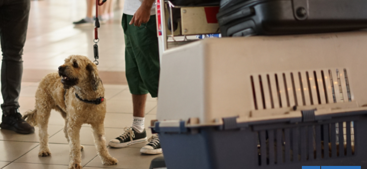 Récord de viajes con mascotas en Aereopuesto de Santiago: casi 10 mil animales arribaron en 2025