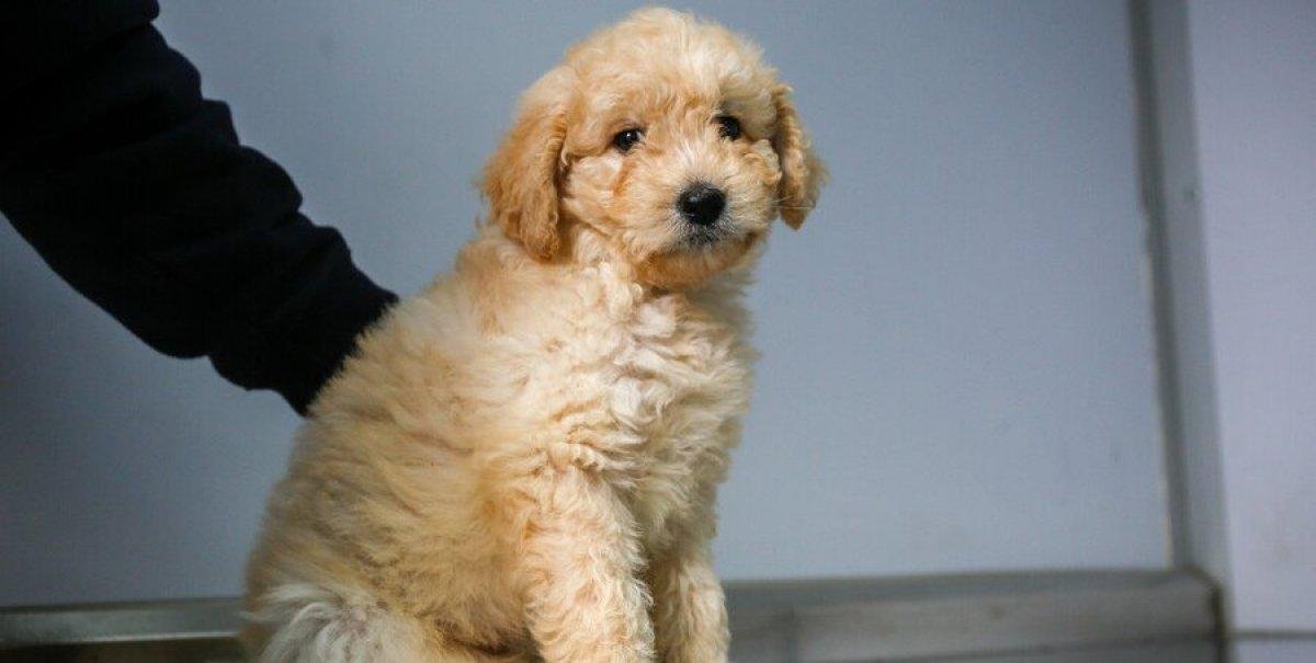 Fuegos artificiales de fin de año: 6 consejos para cuidar a las mascotas