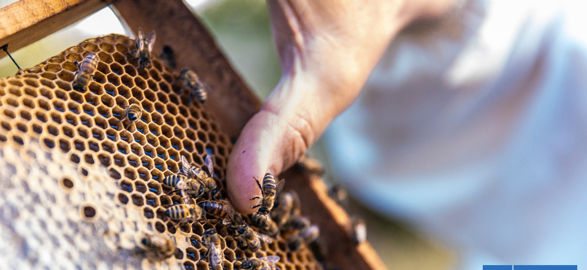 ¿Cómo una picadura de abeja puede llevar a un paro cardíaco? ¿Puedes saber si eres alérgico?