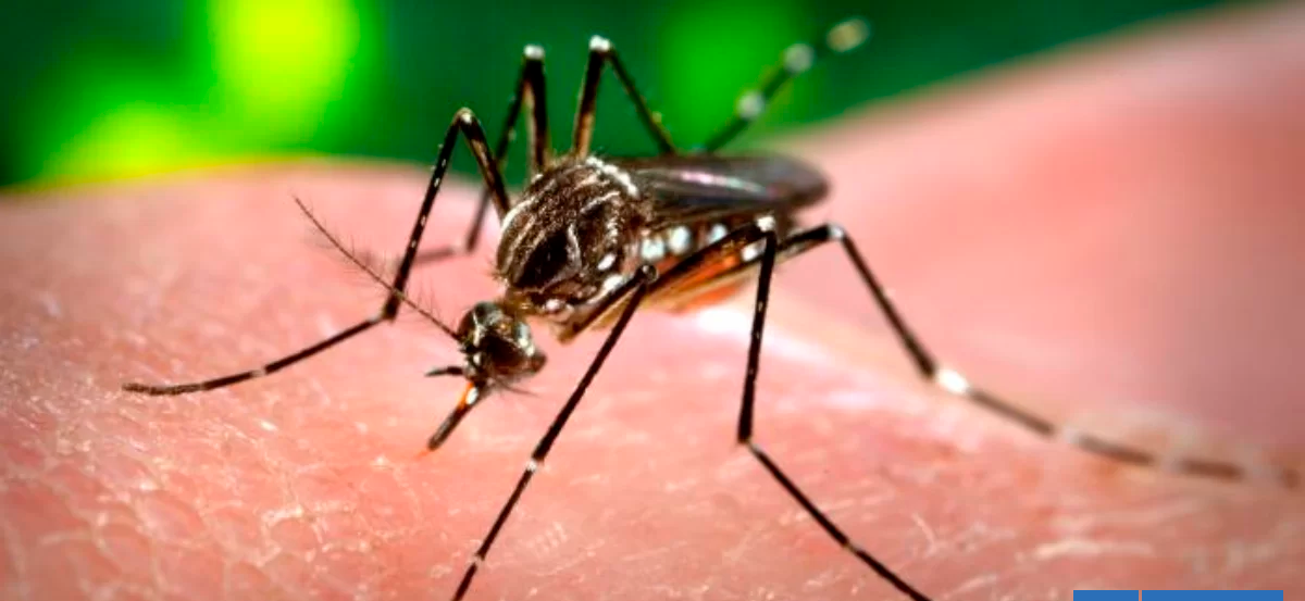 Encuentran huevos de "Aedes aegypti" el mosquito que transmite el dengue en Terminal de Iquique