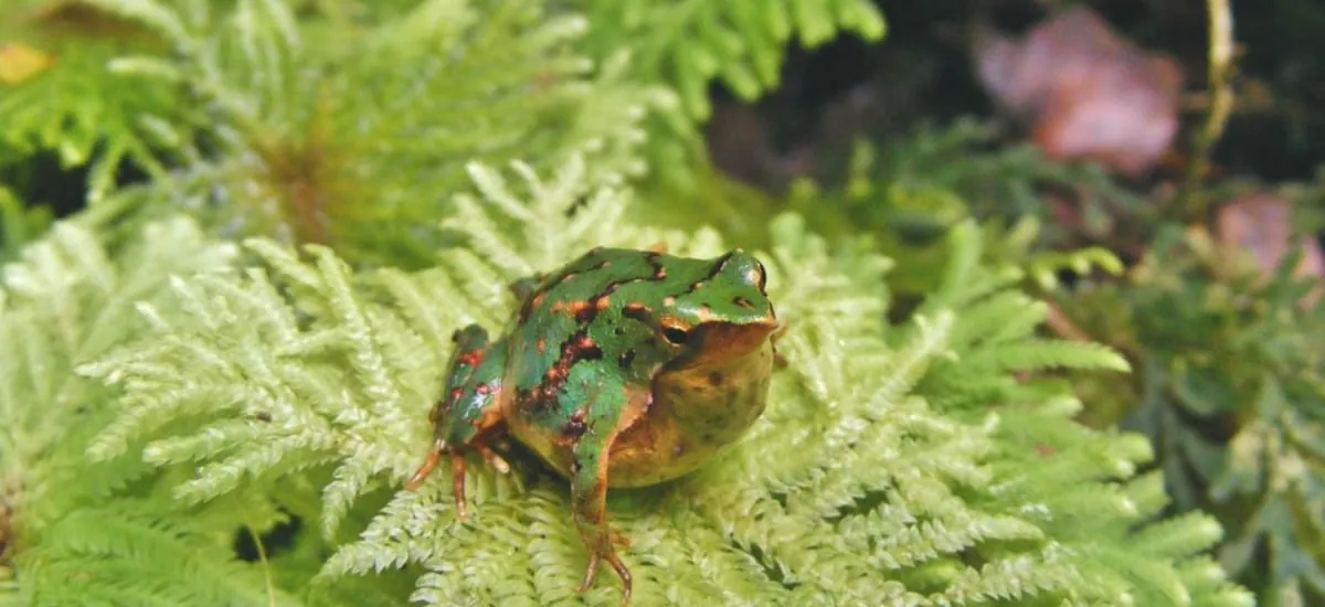 Gobierno retiró 43 decretos ambientales, desató ola de críticas y salió a dar explicaciones: especies y ecosistemas en peligro involucrados - La Cuarta