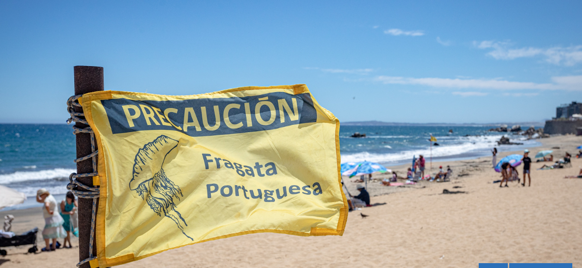 Prohíben baño en cuatro playas de Santo Domingo por presencia de fragata portuguesa