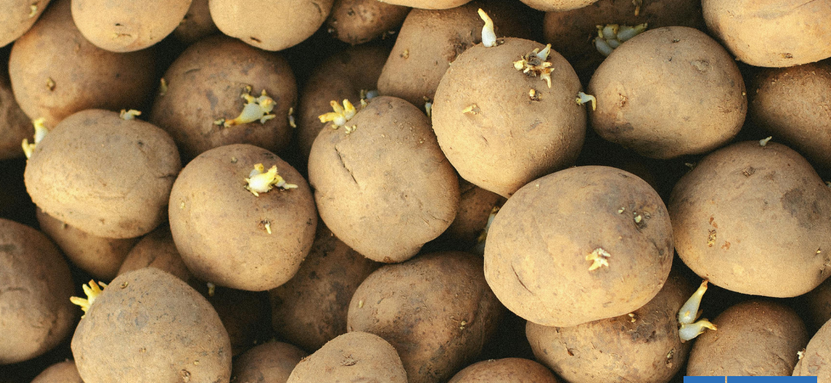 Si luce así, tírala a la basura: por qué nunca comer papas con brotes o manchas