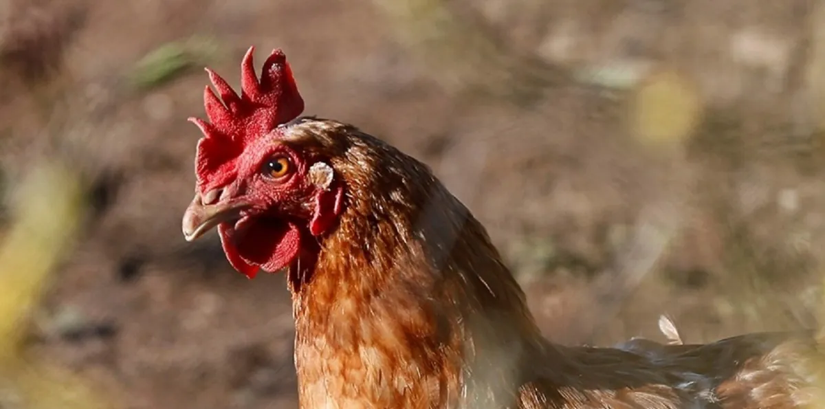 Uruguay declara emergencia sanitaria por gripe aviar en aves de traspatio