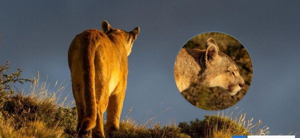 Muere Rupestre, icónica puma de las Torres del Paine: estrella de Netflix, BBC y la ciencia