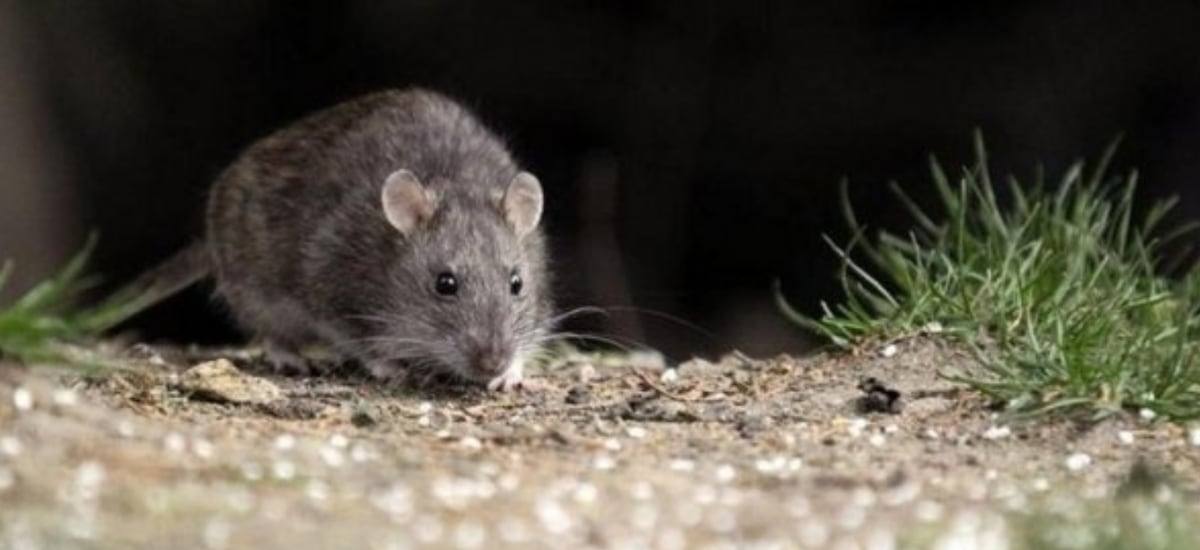 Poco frecuente, pero mortal: qué se sabe del joven que dio positivo por Hanta y murió ayudando a damnificados de Penco