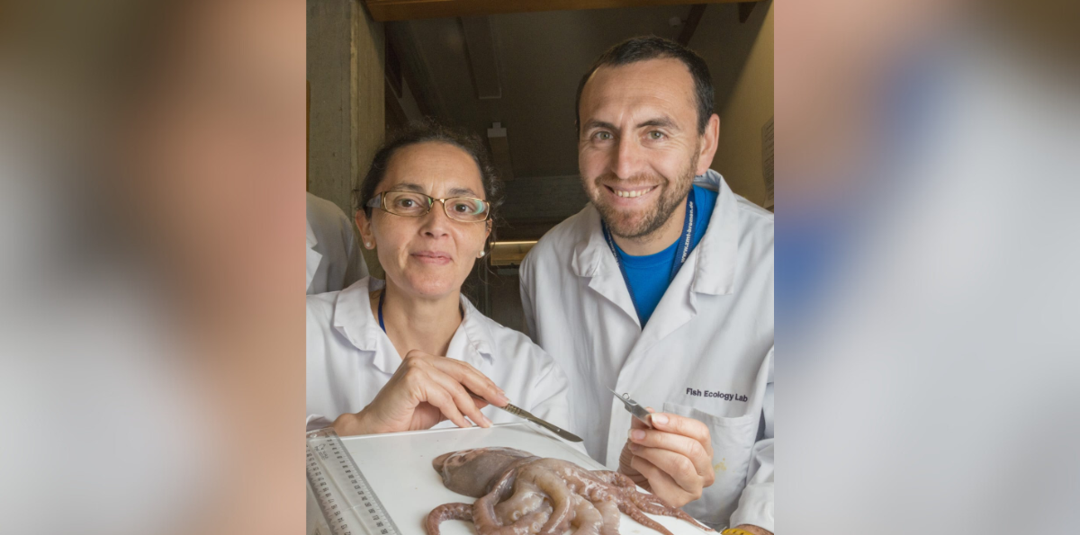 Científicos chilenos descubren nueva especie de pulpo que amplía la biodiversidad del Pacífico suroriental