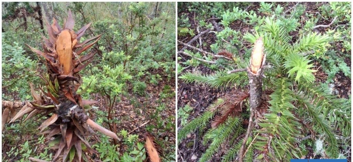 Conaf detecta daños en 22 araucarias en sendero no autorizado en Parque Nacional Villarrica