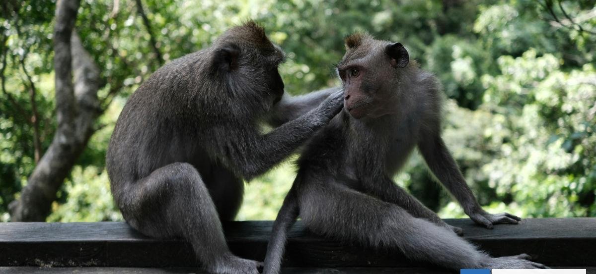 Descubren que la homosexualidad en primates no humanos podría ser una estrategia de supervivencia