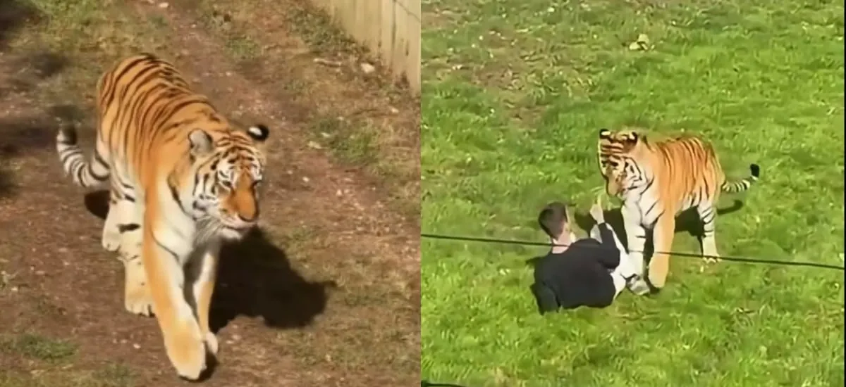 Hombre ingresó en jaula de un tigre y lo desafío: murió producto de los ataques del animal