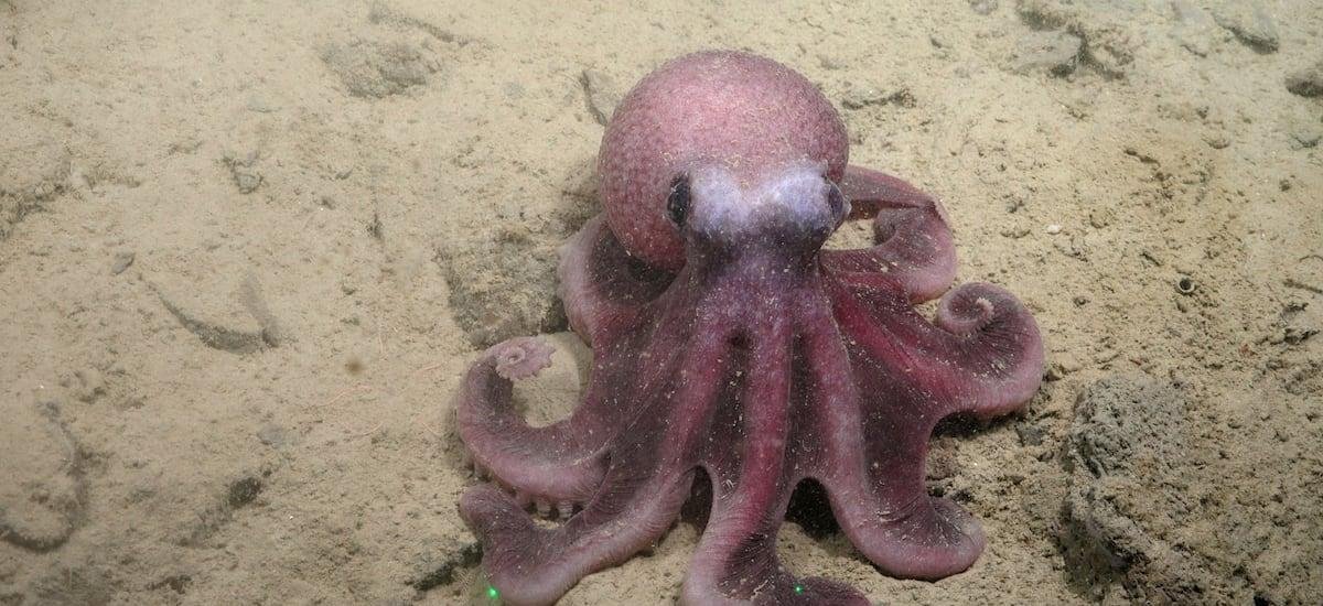 Un nuevo pulpo encontrado en las costas chilenas revela aspectos desconocidos del océano