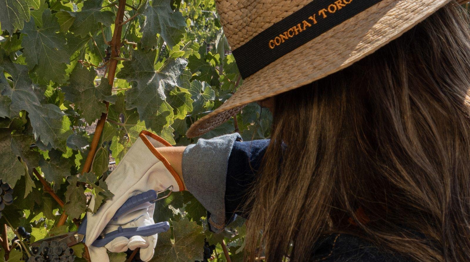 Concha y Toro invita a vivir exclusiva Experiencia Vendimia 2026 en su viñedo de Pirque