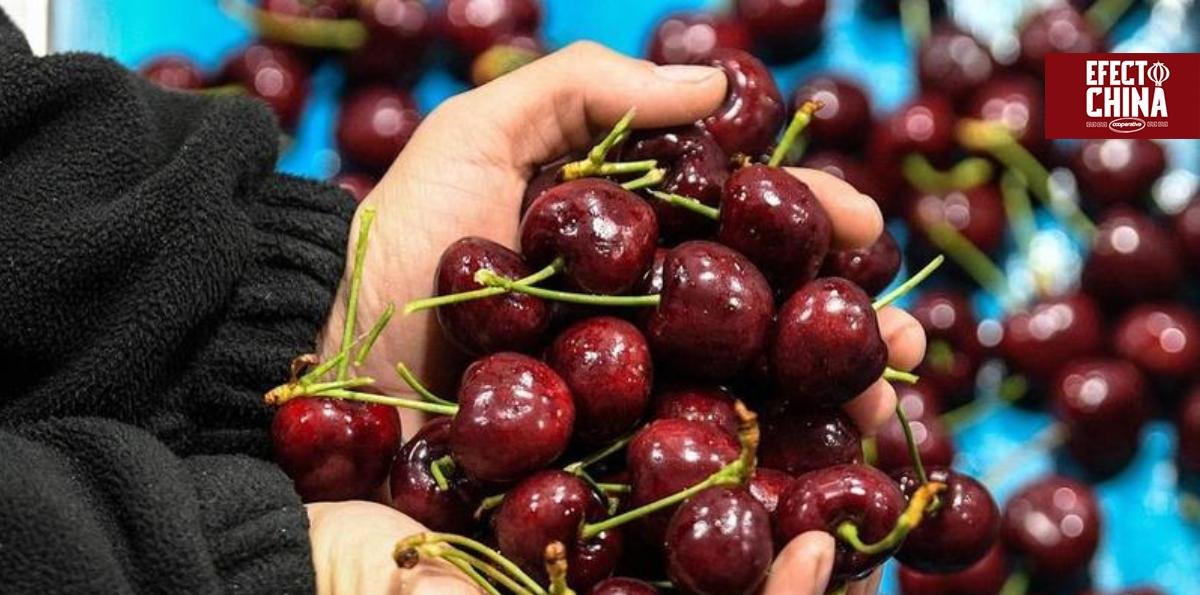 Cómo el comercio de cerezas Chile-China remodela el paradigma de cooperación global