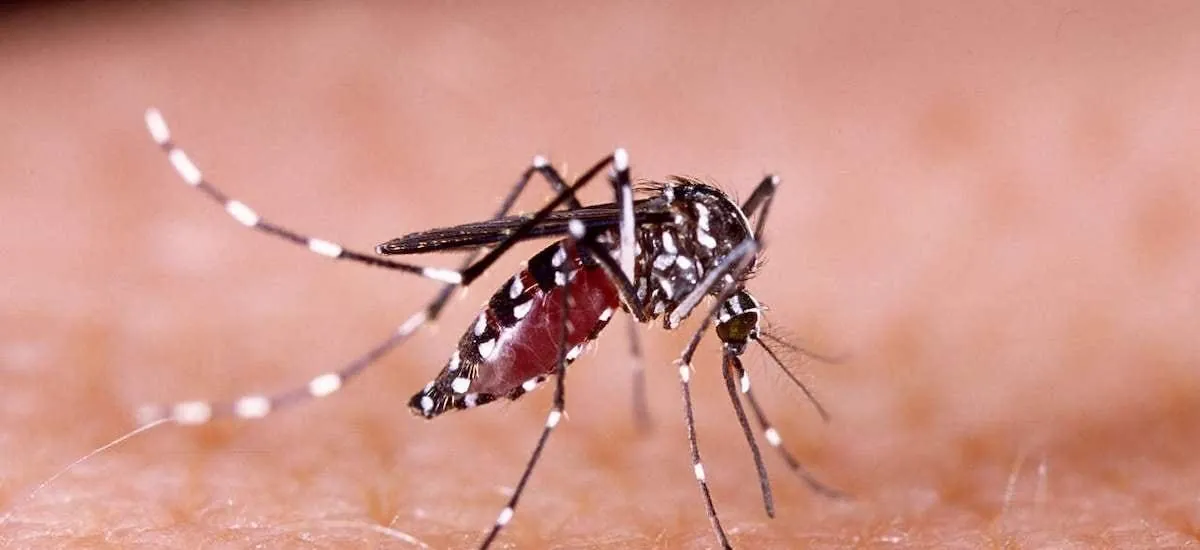 Se mantiene alerta amarilla en Rapa Nui por dengue: ya hay 15 casos confirmados