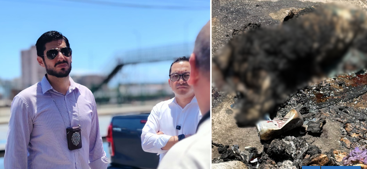 PDI indaga presunto maltrato animal por cuerpo de perro incinerado en Antofagasta
