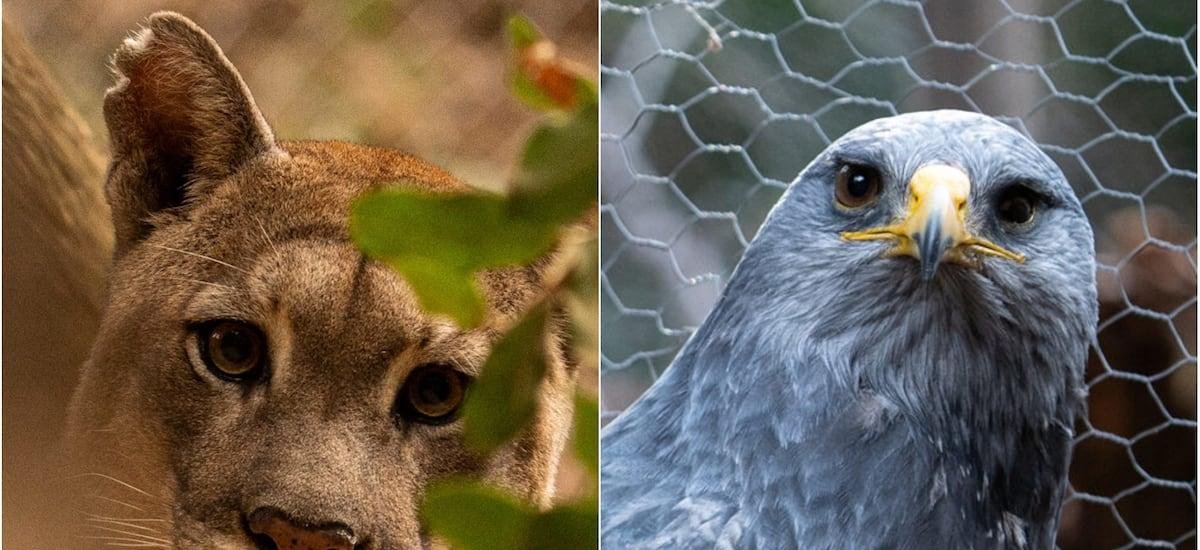 Para aprender de la naturaleza y la fauna silvestre: así es el Refugio Animal Cascada