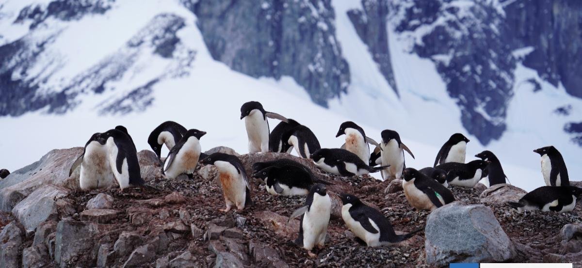 La paradoja de los pingüinos que están llevando microplásticos a la Antártica